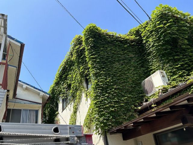 ツタに覆われた戸建て住宅